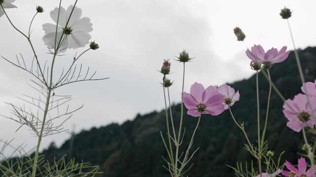 風に揺れるピンクと白のコスモス畑