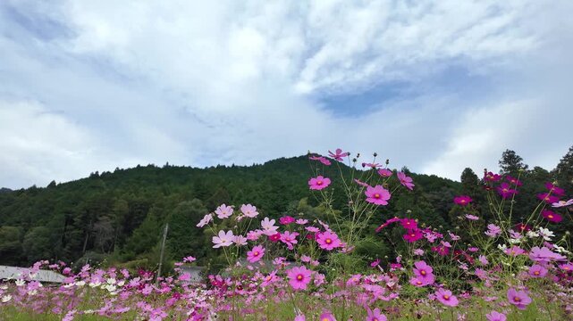 秋の柔らかな光に包まれたコスモス畑