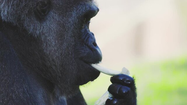 Gorilla sits in profile and looks ahead at a zoo during daytime