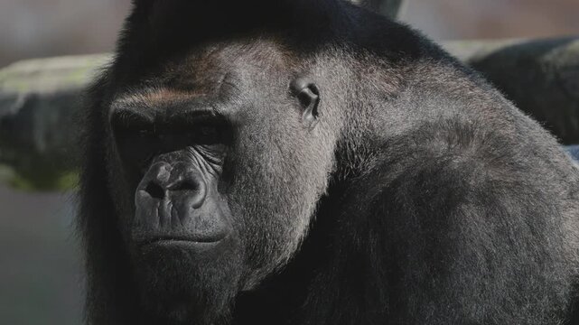 Gorilla sits in its enclosure at a zoo during the day