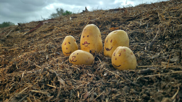 Potato Family