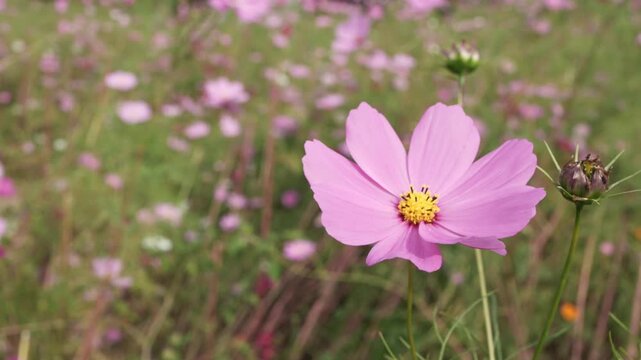 スローモーション映像で見る秋桜の花畑