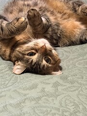 cat lying on a bed © CC
