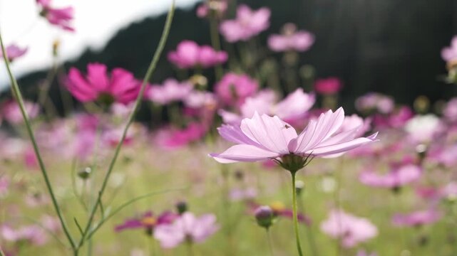 スローモーション映像で見る秋桜の花畑