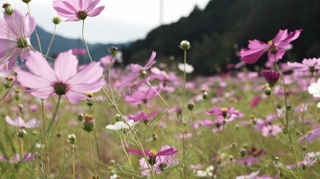 スローモーション撮影のコスモス畑と秋の風