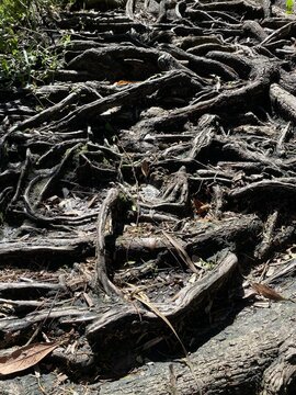 The tree's powerful roots emerged on the surface.