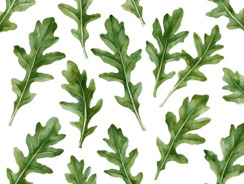 Watercolor pattern of fresh green arugula leaves on a white background