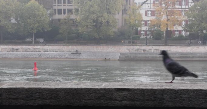 Pigeons walk across a stone ledge beside the Rhine in Basel, with a red river buoy, autumn foliage, and historic riverside buildings softened by mist.