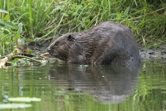Beaver, castor fiber albicus, elbe beaver, Eurasian beaver, European beaver, rodents, rodentia, beaver, mammals, rodents, mammals