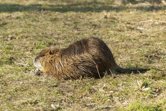 Beaver rat, coypu, myocastor coypus, rodents, nutria, rodentia, swamp beaver, mammals, rodents, mammals