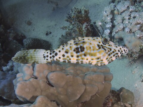 A patterned script filefish (Aluterus scriptus) moves over corals in a sand and water landscape, dive site House Reef, Mangrove Bay, El Quesir, Red Sea, Egypt