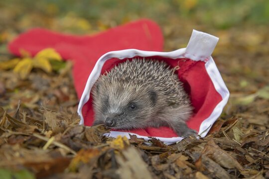 European hedgehog (Erinaceus europaeus) adult animal emerging from a Christmas stocking on fallen autumn leaves, Suffolk, England, United Kingdom