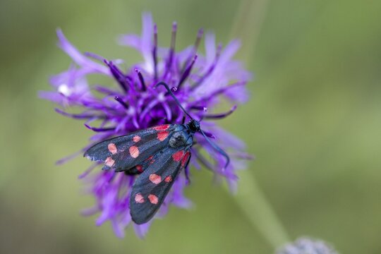 Ringed crown pea ram, billowing burnet, variable burnet moth, variable red ram, zygaena ephialtes, blood droplets, butterfly, insects, moths, moths, moths, moths, moth, butterfly, ram