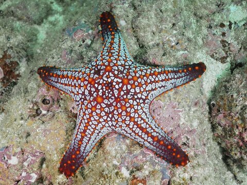 Colourful starfish with vibrant patterns, Panamic cushion seastar (Pentaceraster cumingi), on a rocky seabed, Sombrero Reef dive site, Playa Flamingo, Costa Rica, Pacific Ocean