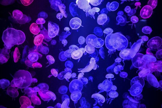 Box jellyfish (Aurelia aurita) in a tank of the Bang Saen Aquarium, Chonburi Province, Thailand