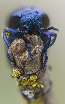 Blue mayworm, meloe cf violaceus, meloe violaceus, meloid beetle, purple oil beetle, beetle, coleoptera, high size, portrait format, insects, beetles, oil beetle, oil beetle