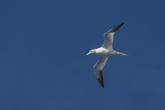 Northern gannet (Morus bassanus) in flight, North Sea