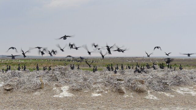 Cormorant (Phalacrocorax carbo) in the breeding colony, Stralsund, Mecklenburg-Western Pomerania, Germany
