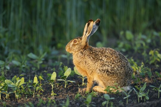 European hare (Lepus europaeus) in a field, wildlife, Burgenland, Austria