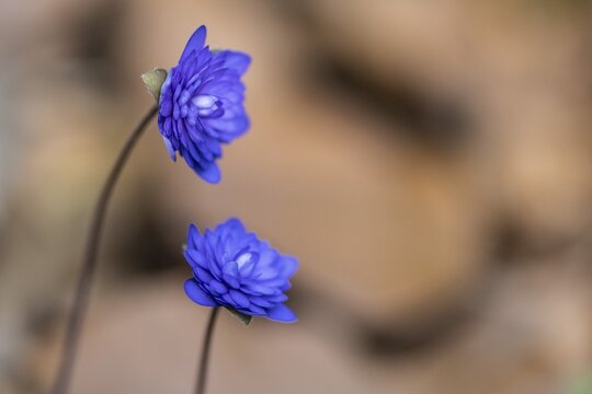 Liverwort (Hepatica nobilis Plena) in full bloom, Emsland, Lower Saxony, Germany