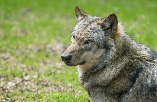 Gray wolf (Canis lupus), portrait, captive, Germany