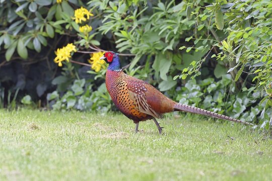 Pheasant, hunting pheasant (Phasianus colchicus), adult male bird on the lawn in a garden, wildlife, Lembruch, Ochsen Moor, D&uuml;mmer nature park Park, Lower Saxony, Germany