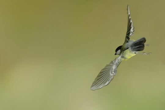Great tit (Parus major) in flight seen from behind, North Rhine-Westphalia, Germany