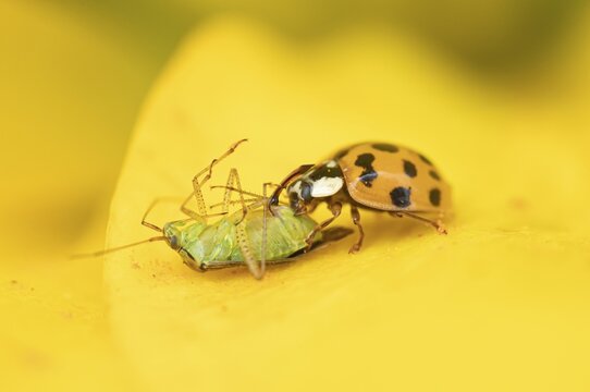 Harlequin ladybird or ladybug (Harmonia axyridis) adult insect feeding on a Sheildbug on a Lily flower petal, Suffolk, England, United Kingdom