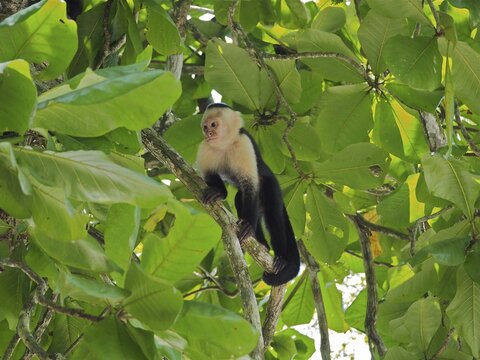 White-headed capuchin (Cebus imitator), Manuel Antonio National Park, Costa Rica, Central America