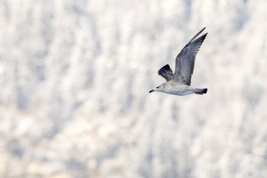 Steppe gull (Larus chainnans) in flight, young bird in its first winter plumage, M&uuml;nster, Tyrol, Austria