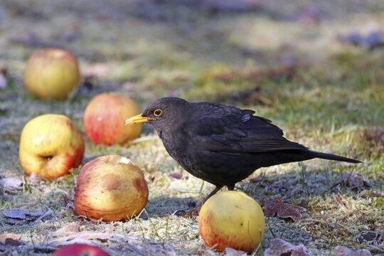 Blackbird (Turdus merula) feeding on apples, Solms, Hesse