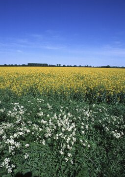 White yellow blue rape