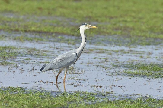 Grey heron (Ardea cinerea), standing in the shallow water of a moor, Ochsenmoor, D&uuml;mmer See, H&uuml;de, Lower Saxony, Germany