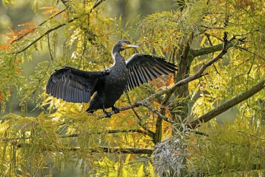 Great cormorant (Phalacrocorax carbo) sitting with wings spread in a tree, Germany