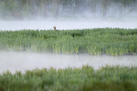Roe deer (Capreolus capreolus), roe buck in winter coat, winter cover standing in a wet meadow, in a wetland biotope at a lake, morning mist, fog, wildlife, Lower Saxony, Germany