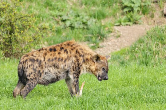 An adult female spotted hyena (Crocuta crocuta) stands on a green meadow and chews a bone