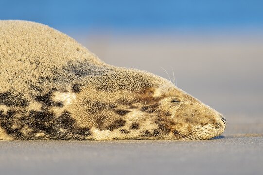 Grey seal (Halichoerus grypus), North Sea, Heligoland, Schleswig-Holstein, Germany