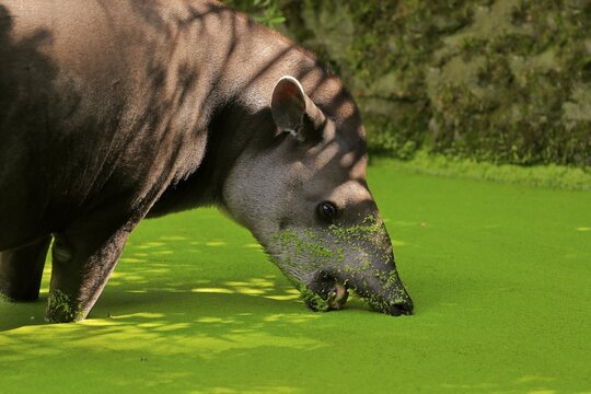 Lowland tapir (Tapirus terrestris), adult, foraging, captive