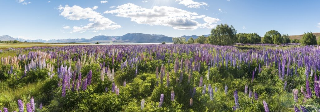 Purple large-leaved lupins (Lupinus polyphyllus), Lake Tekapo in front of Southern Alps, Canterbury, South Island, New Zealand