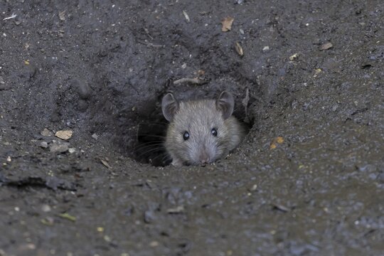 Brown rat (Rattus norvegicus) adult rodent animal emerging from a burrow hole entrance, England, United Kingdom