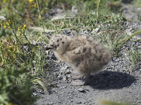 Chick of Mediterranean gull (Larus michahellis) standing in a grassy area. Porquerolles Island, Giens, Hy&egrave;res, Provence, C&ocirc;te d' Azur, France