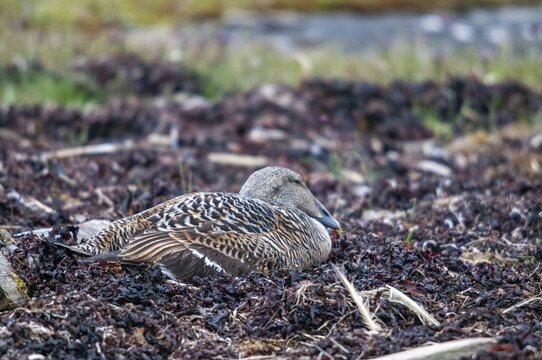 Cuddy's Duck, Eider Duck, Sweden, Somateria Mollissima, Anatidae, Birds, Breed, Brut, Common Eider, Ducks, Ducks, Duckbirds, Female, Nest, Sweden, Birds, Waterbirds, Waterbirds, Female, &Ouml;land