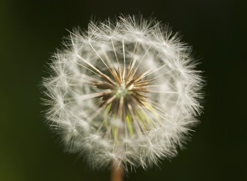 Dandelion clock, blowball (Taraxacum), Bu&eth;ir or F&aacute;skr&uacute;&eth;sfjoer&eth;ur, Sn&aelig;fellsnes, Sn&aelig;fellsness, Iceland, Europe
