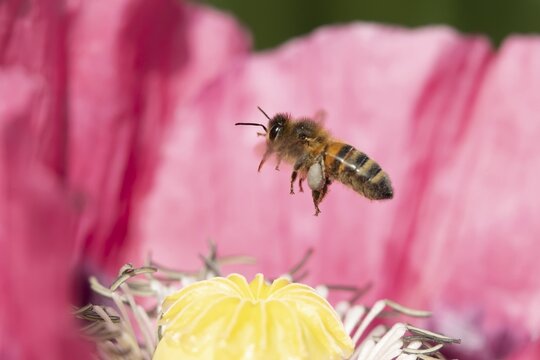 Honey bee (Apis mellifera) adult insect flying after feeding on a poppy flower in an urban garden in summer, England, United Kingdom