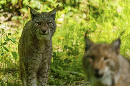 A lynx in focus, a second one in blur in the background, surrounded by wild green vegetation, Lynx, (Lynx lynx), Eurasian lynx, Germany