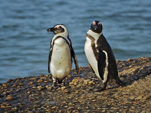 Two specimens of african penguin (Spheniscus demersus) at Boulders Beach, Simon's Town, Cape Town, South Africa