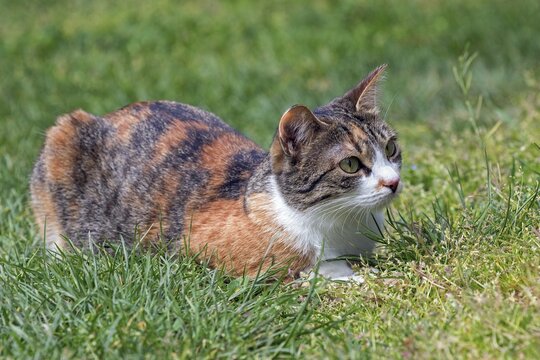 Cat (Felis catus), European shorthair, cat, tricolour, tortoiseshell cat, lying in the grass, Baden-W&uuml;rttemberg, Germany