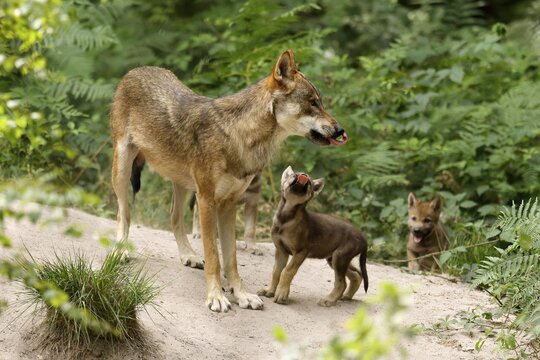 European gray wolf (Canis lupus), adult with pups, captive