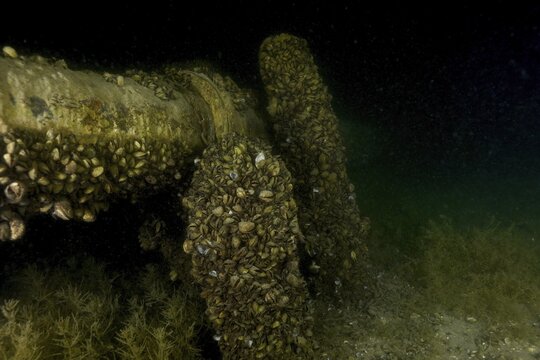 Pipe lying underwater, covered in quagga mussels (Dreissena rostriformis bugensis), an invasive species, in a dark environment, at the Wildsau dive site, Berlingen, Lake Constance, Switzerland, Germany