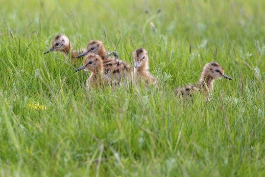 Black-tailed gown Limosa limosa) with chicks at the nest in a wet meadow, De Waal, Texel, the Netherlands